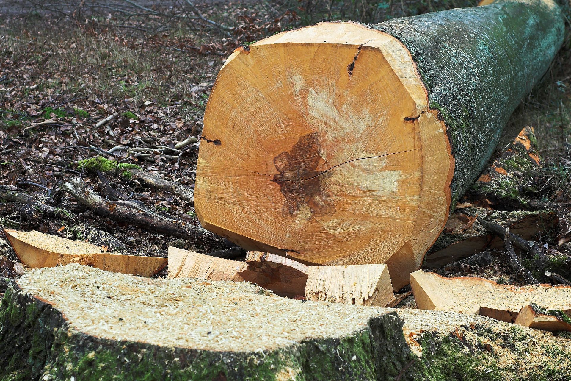 Un tronc d'arbre fraîchement coupé gisant au sol, entouré de copeaux et de sciure.