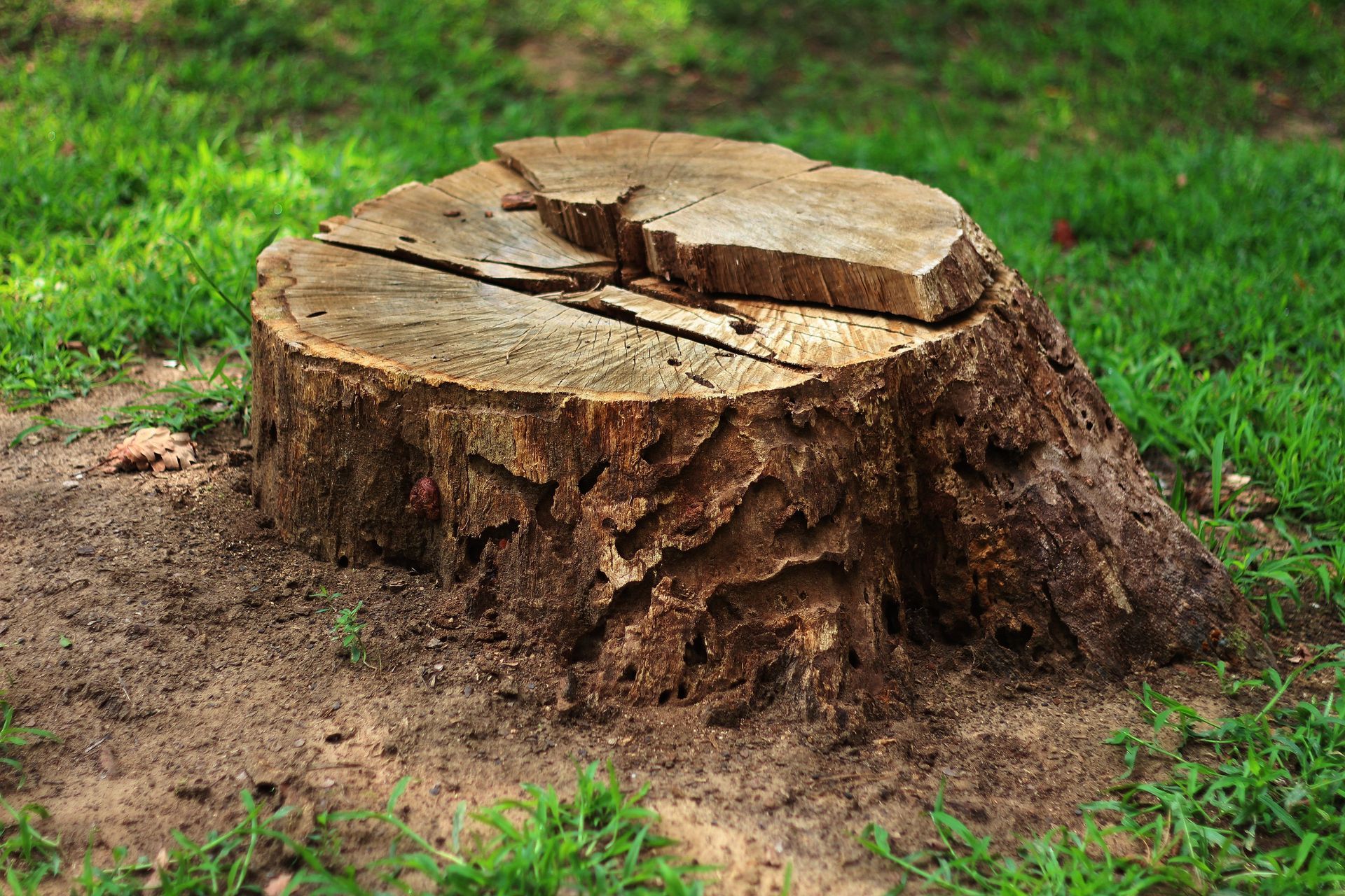 Souche d'arbre coupée avec le sommet fendu dans une zone herbeuse.