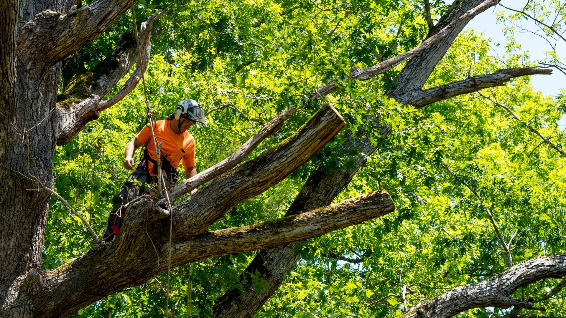 Un ouvrier en tenue de sécurité orange utilise une tronçonneuse sur une branche d'arbre au milieu d'un feuillage vert.