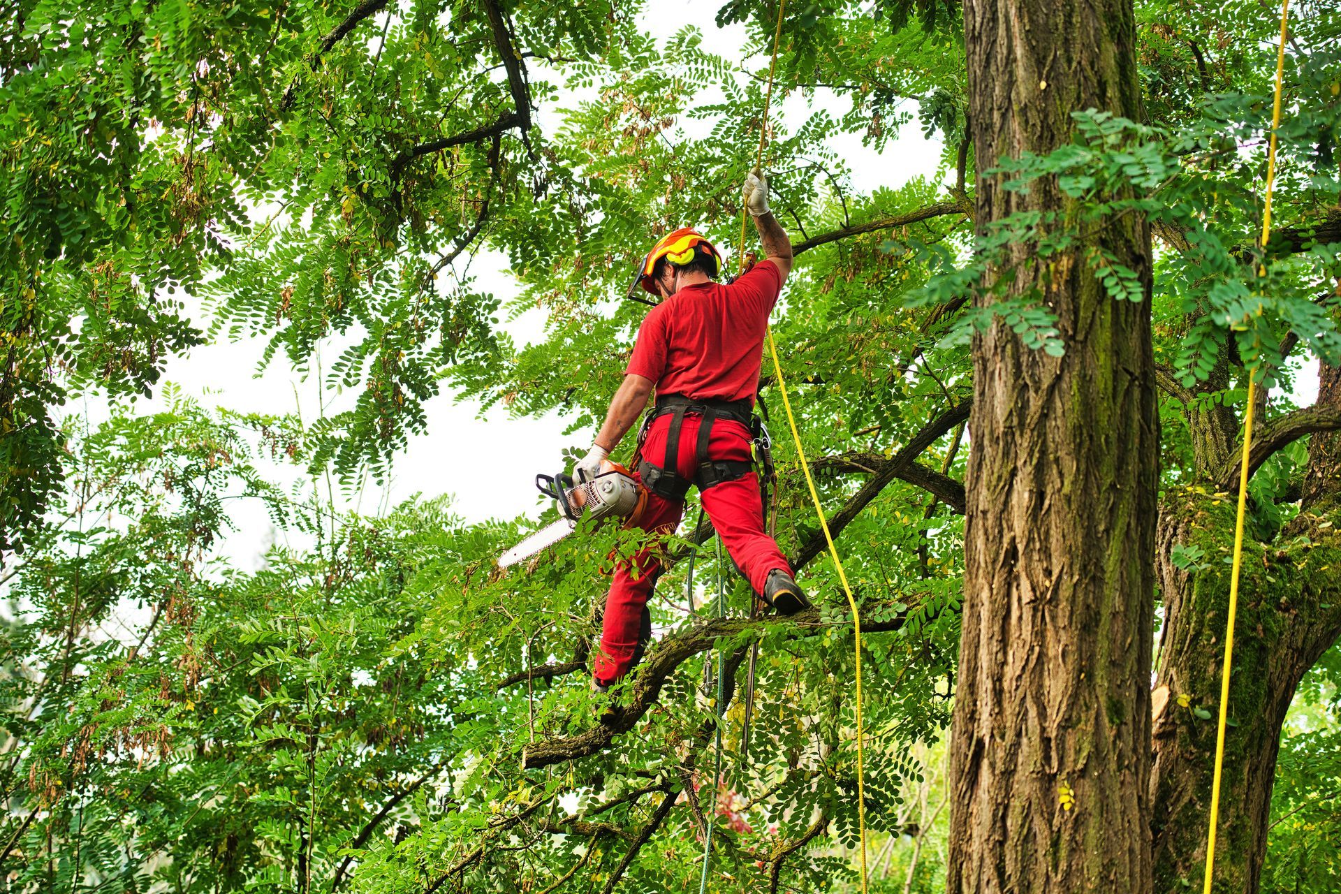 Arboriste en tenue de sécurité rouge grimpant à un arbre au milieu d'un dense feuillage vert.