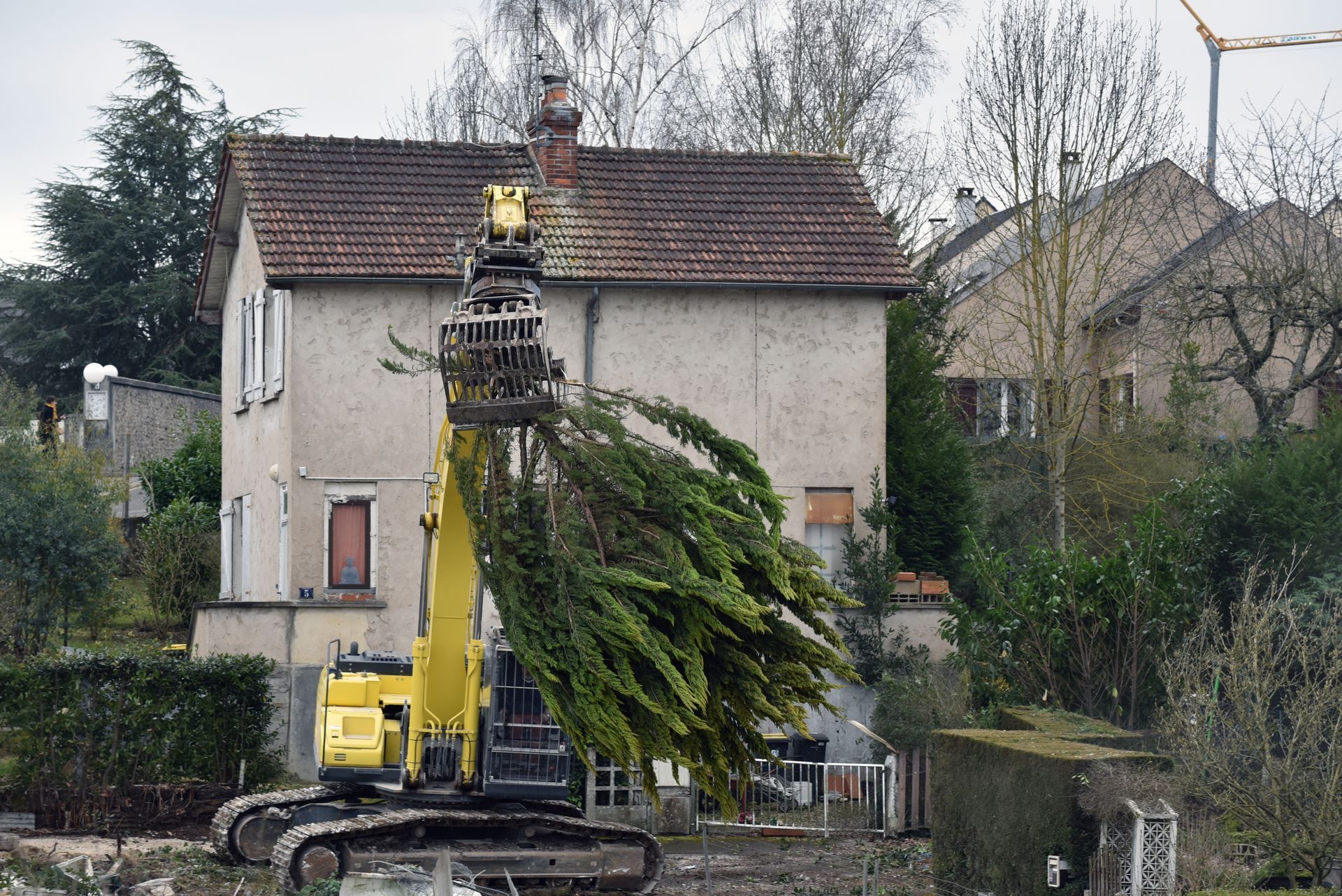 Une pelleteuse jaune soulève un grand conifère devant une maison.