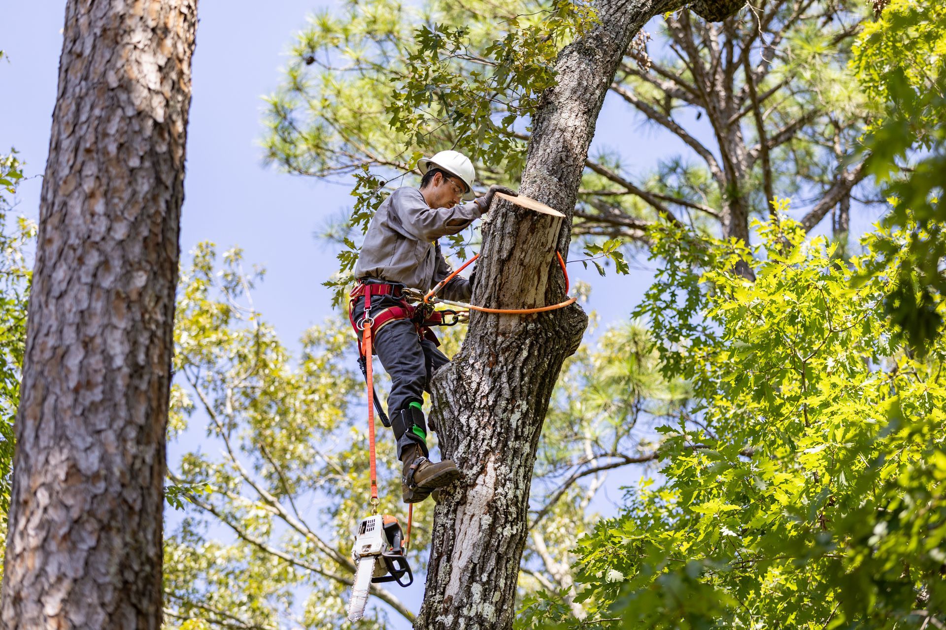 Élagueur en tenue de sécurité grimpant à un pin à l'aide de cordes et d'outils dans une forêt ensoleillée.