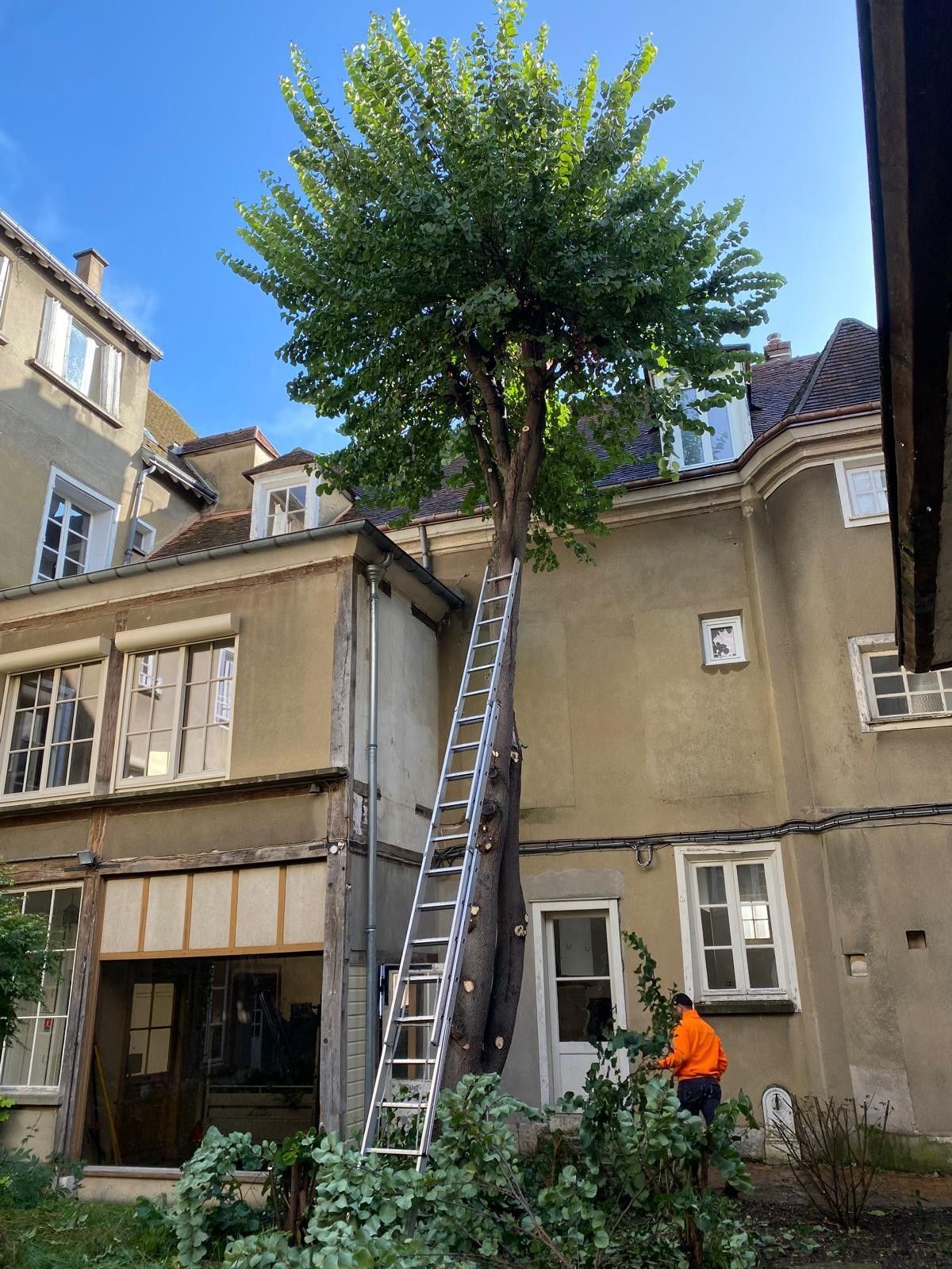 Brouette verte à roue jaune remplie de plantes sur une pelouse près d'un jeune arbre et d'un parterre de fleurs.