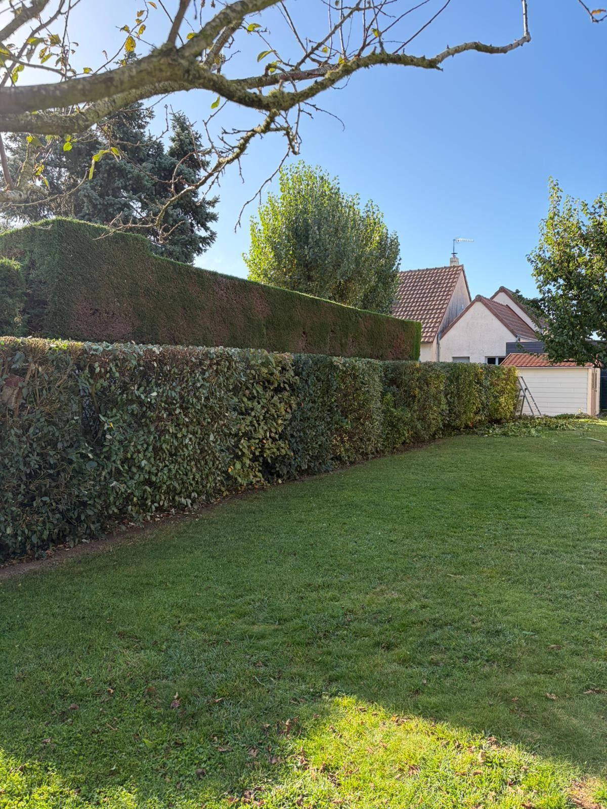 Une personne taille une haie verte dans un jardin ensoleillé.