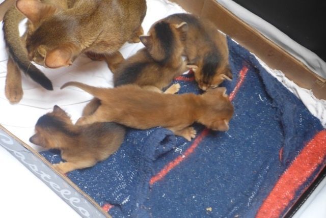 Chin et ses 4 chatons