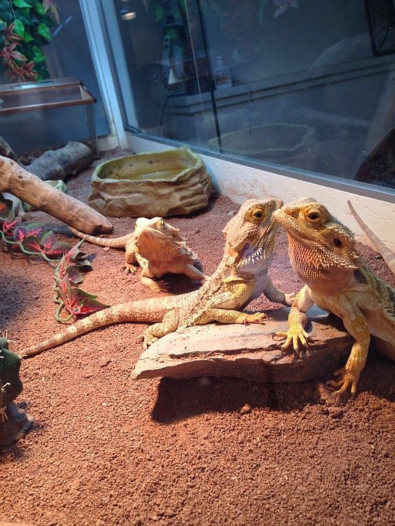 3 pogonas dans leur terrarium