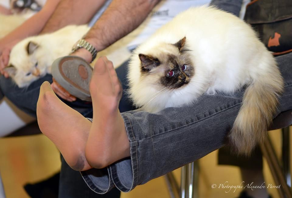 Fidelma bien installée sur sa