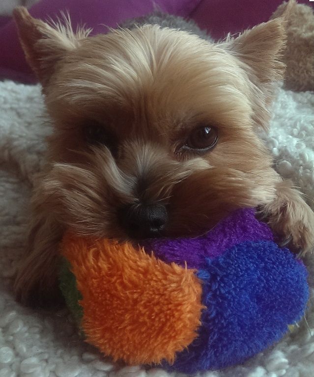 Dis, tu veux jouer avec moi?