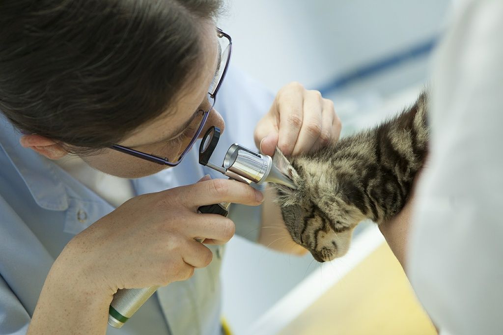 Pas de gale à l'horizon