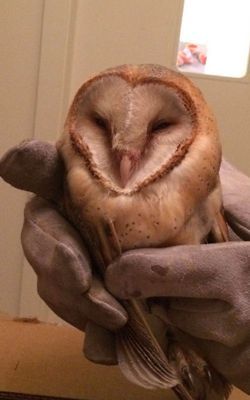 Chouette Effraie des clochers