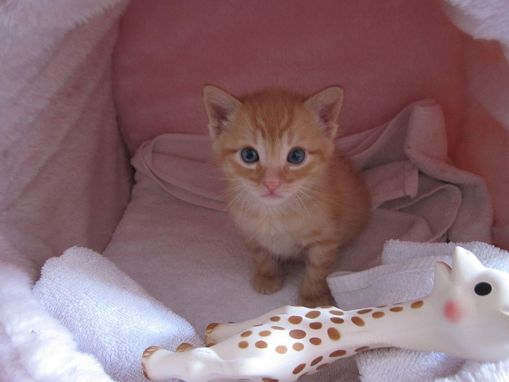 Touki et Sophie la Girafe