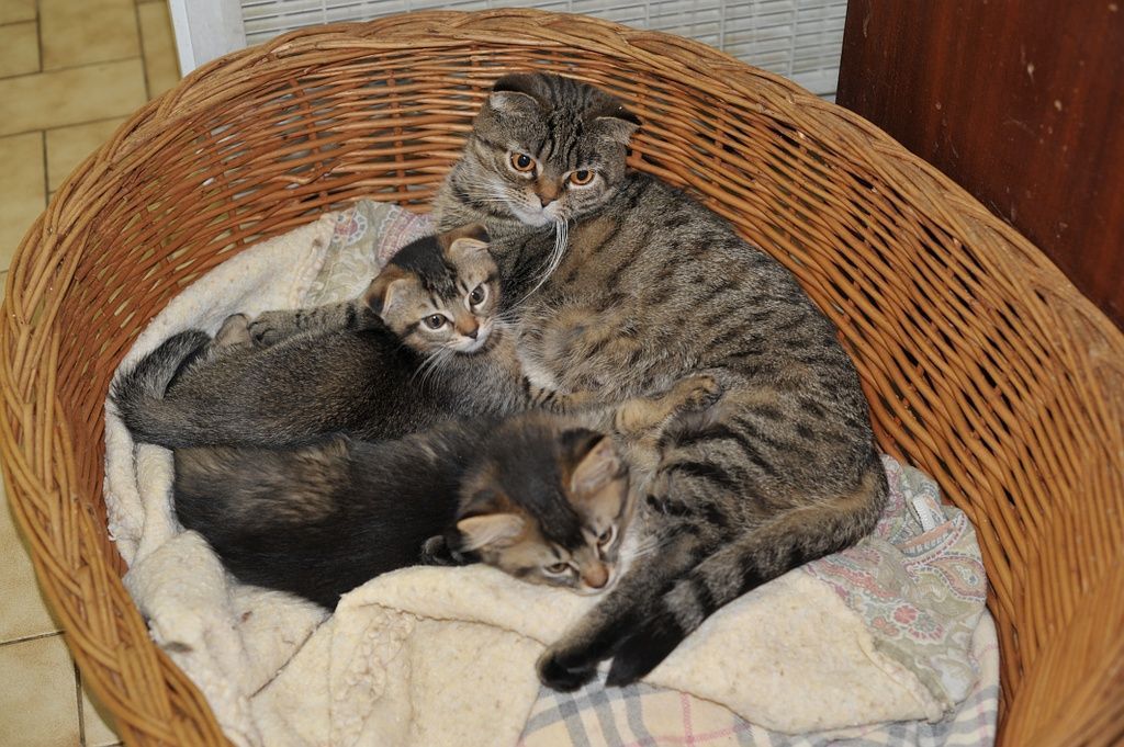 Bastet et ses chatons