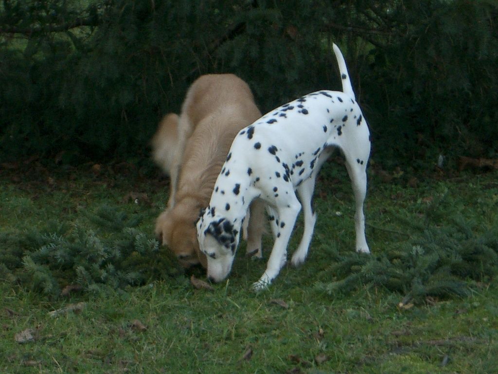 Lady et Vodka ont trouvé un trésor