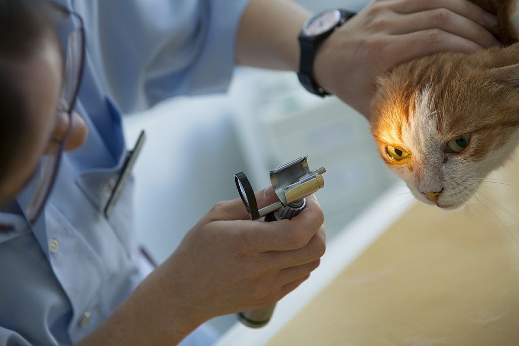 Test à la fluorescéine