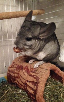 Sue Ellen - Santé des animaux - Cabinet vétérinaire de Chêne-Bougeries