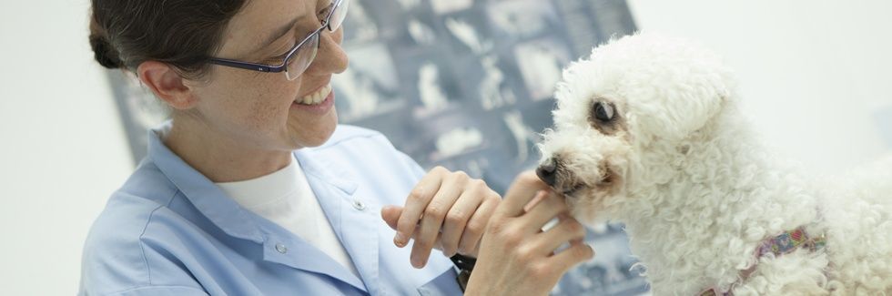 Cabinet vétérinaire de Chêne-Bougeries: soins des chiens, chats et petits animaux-logo