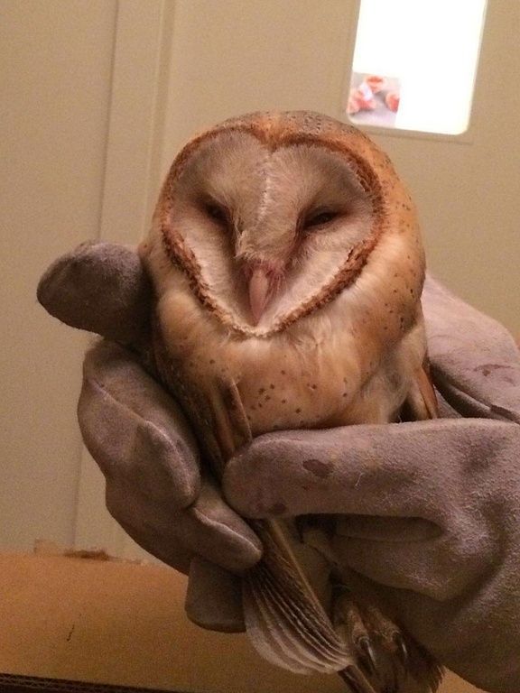 Chouette Effraie des clochers