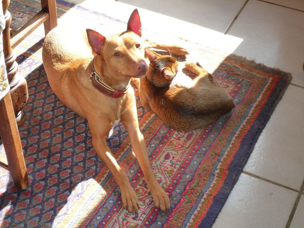 Timon et son ami le chat prenant un bain de soleil