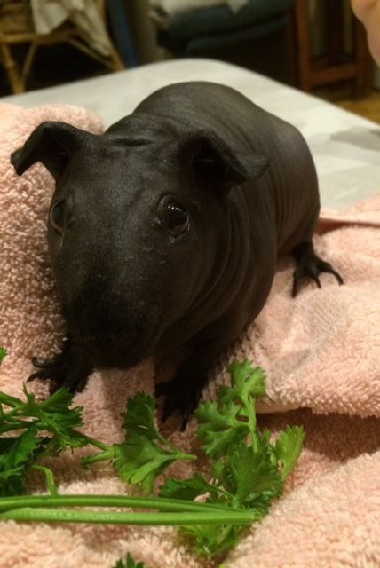 Cacao, cochon d'Inde nu