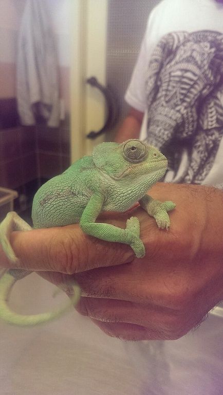 Léon, le caméléon