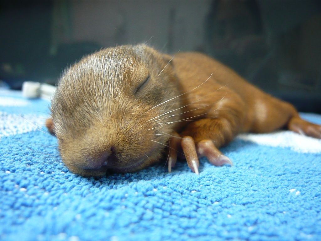 Un écureuil orphelin