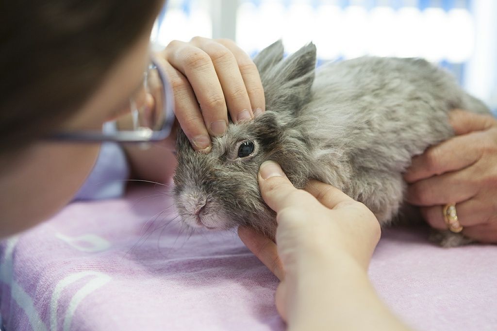 Petit examen ophtalmologique