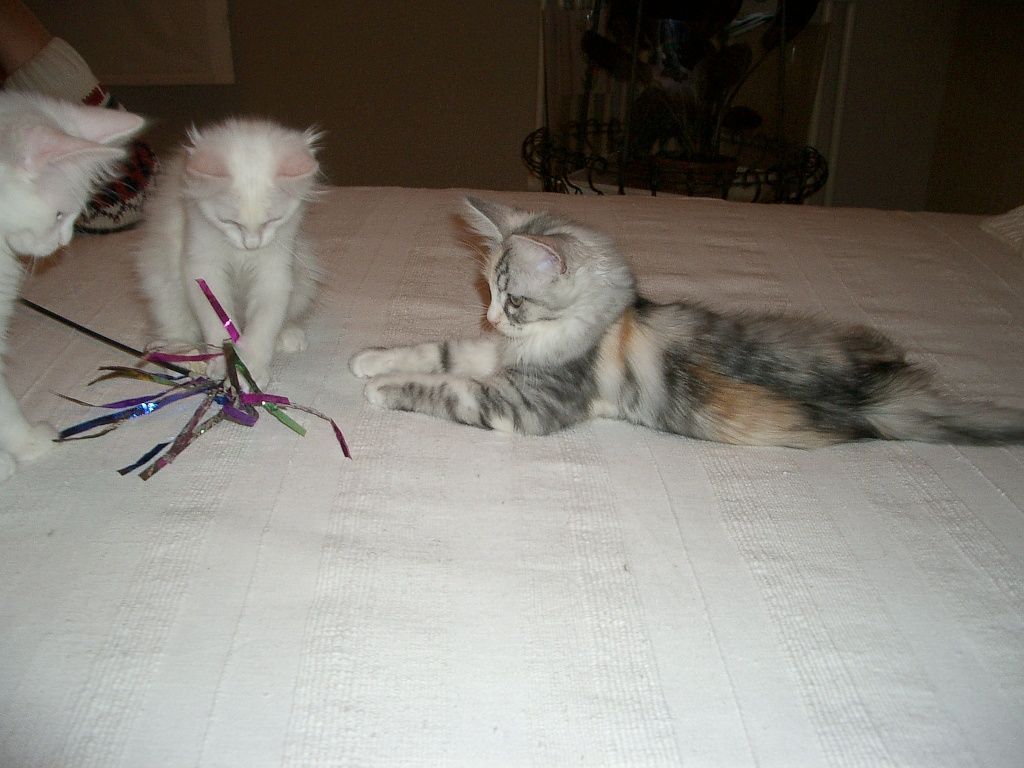 toujours prêt à jouer