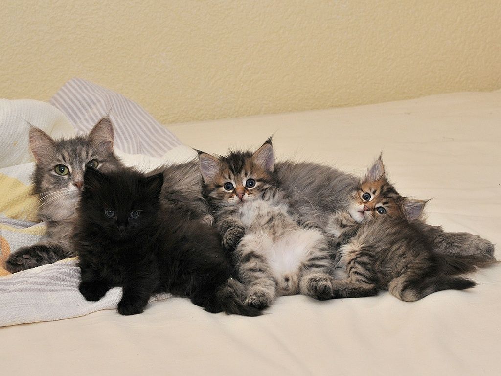 qu'on est bien auprès de maman