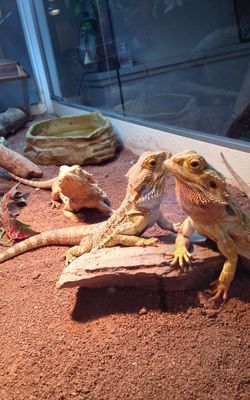 3 pogonas dans leur terrarium Santé des animaux - Cabinet vétérinaire de Chêne-Bougeries