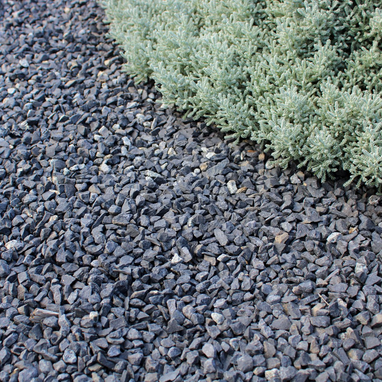 Bordure de gravier gris foncé jouxtant une plante vert clair.