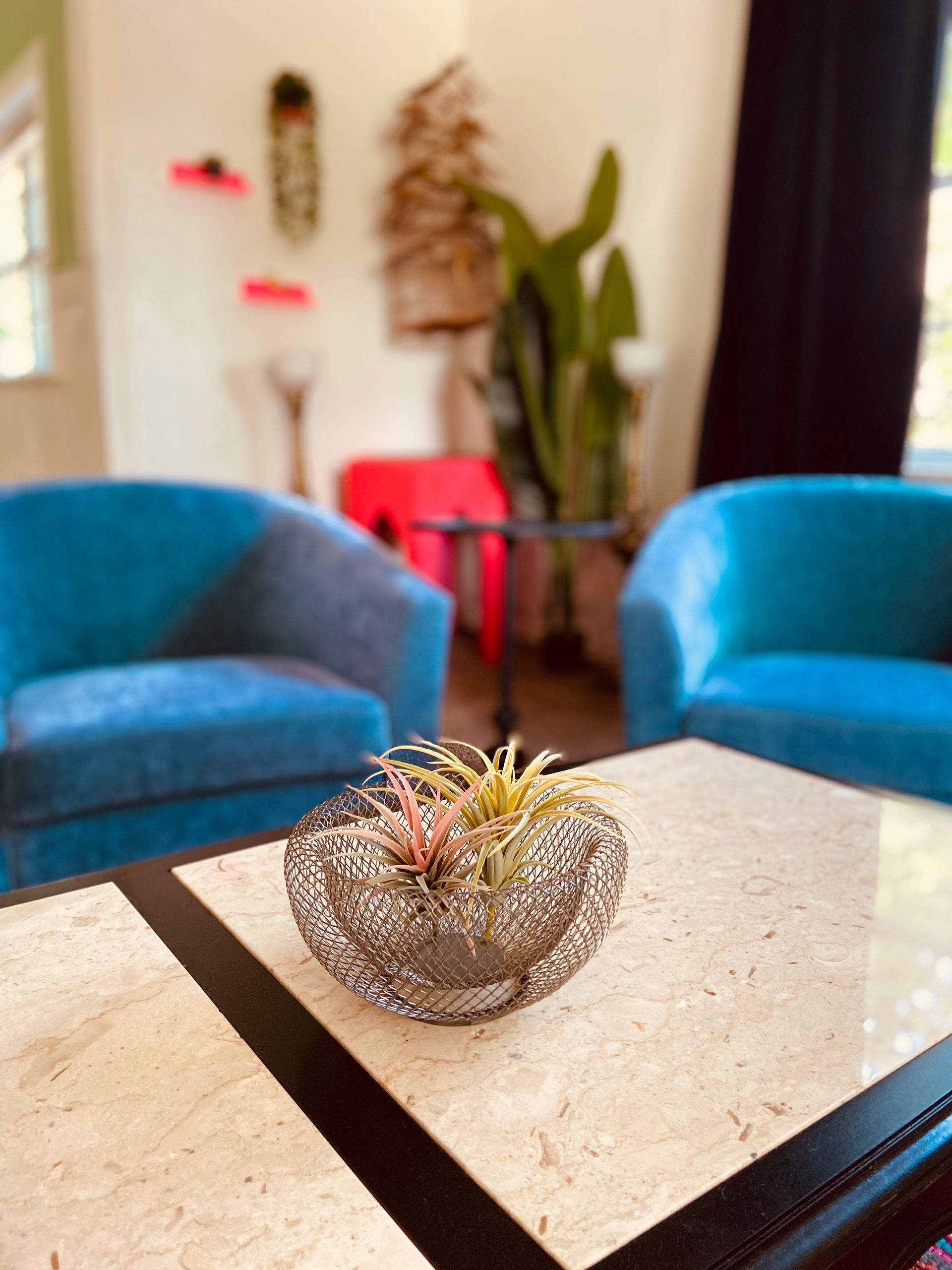 A bowl of air plants is sitting on a coffee table in a living room.