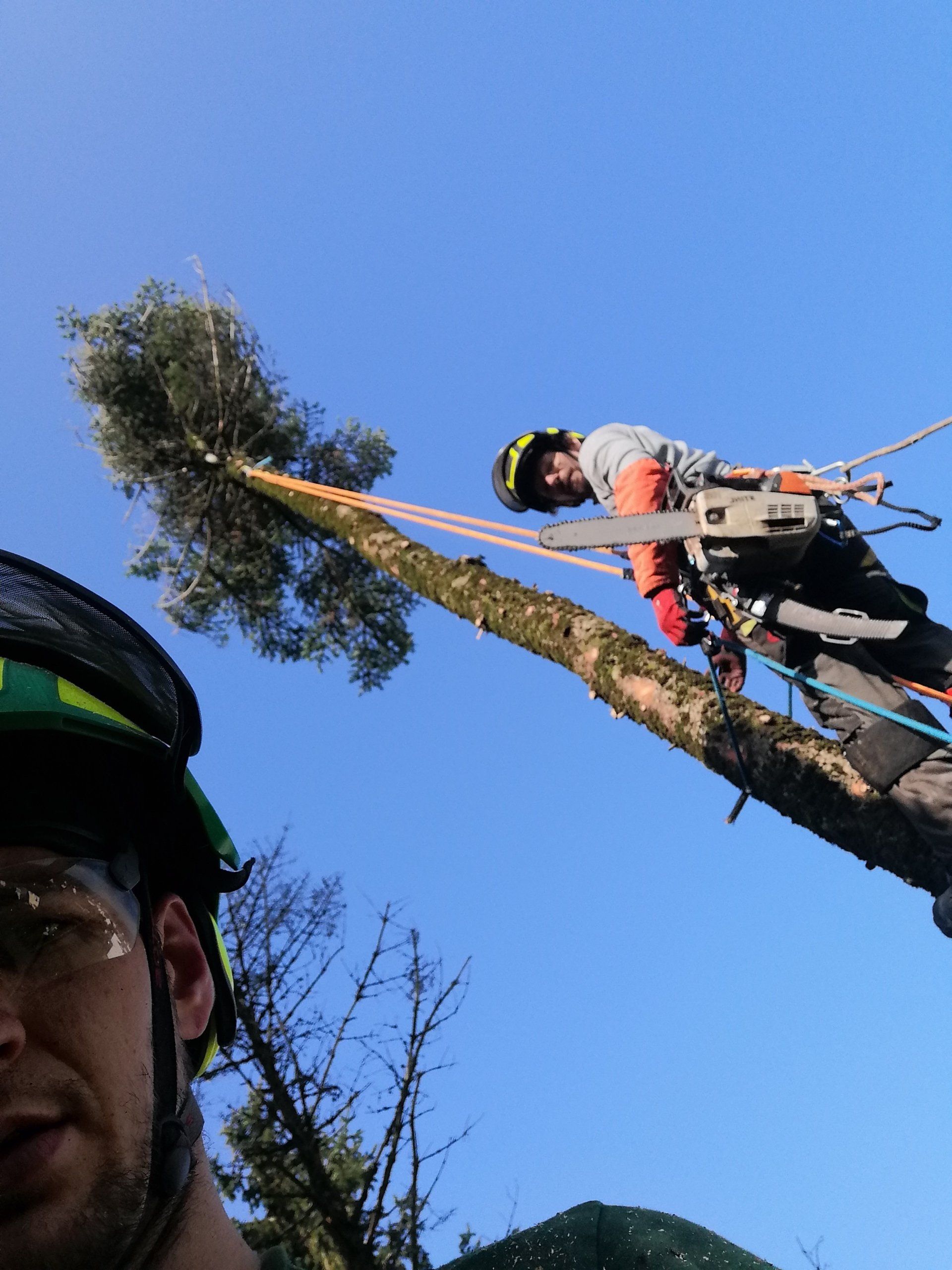 Vos élagueurs en action