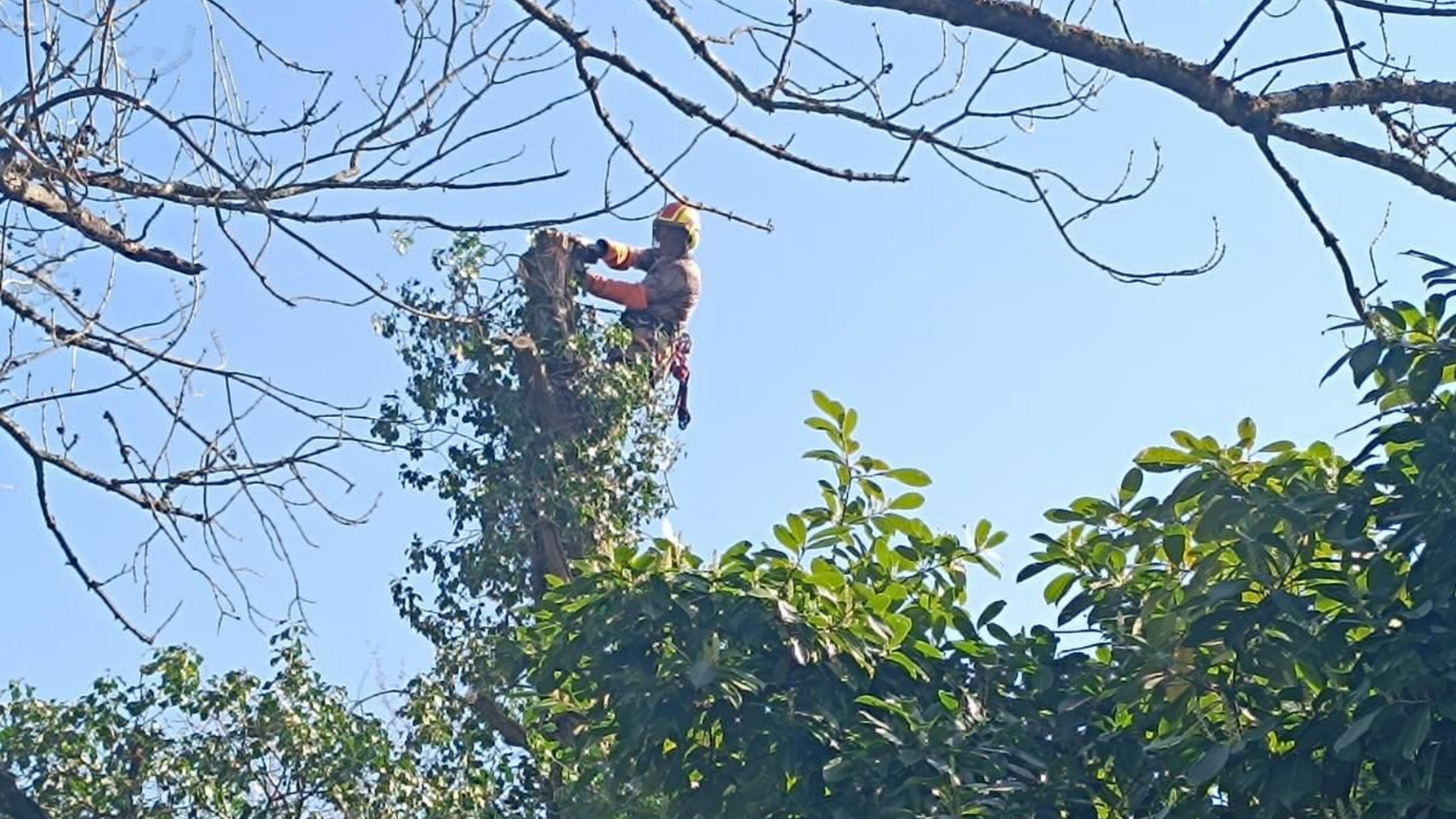 Un élagueur utilise une tronçonneuse dans un arbre.