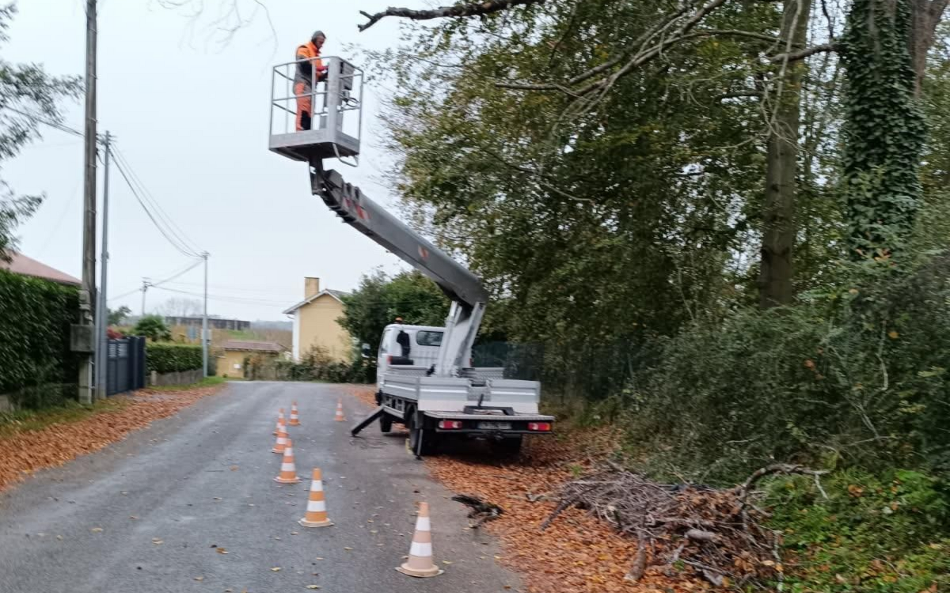 Un ouvrier, dans une nacelle, taille un grand arbre.