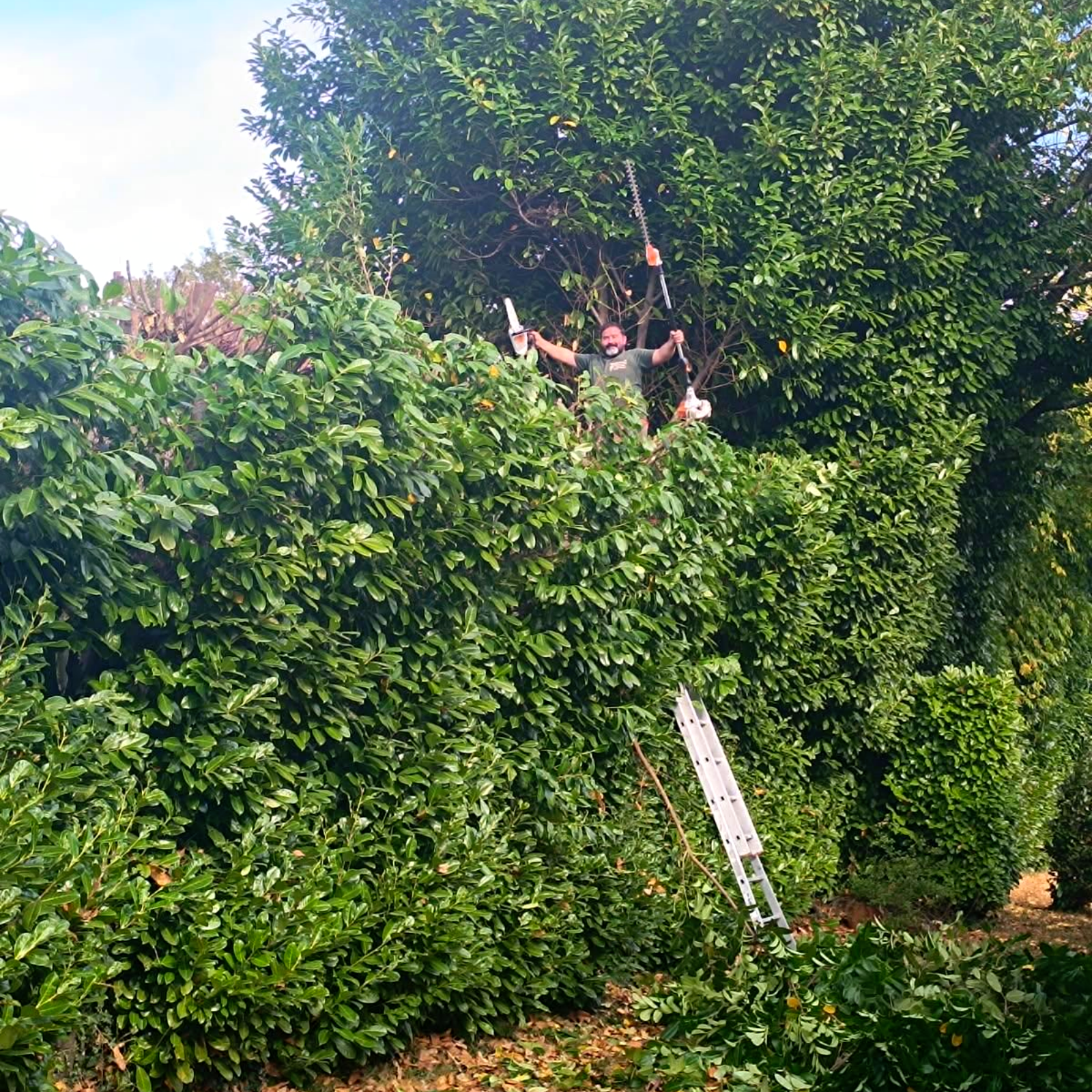 Une personne taille une haute haie à l'aide d'outils électriques.
