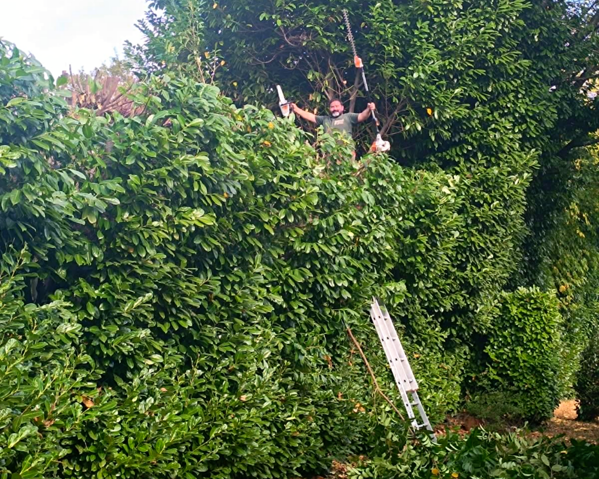 Un homme taille une haute haie.