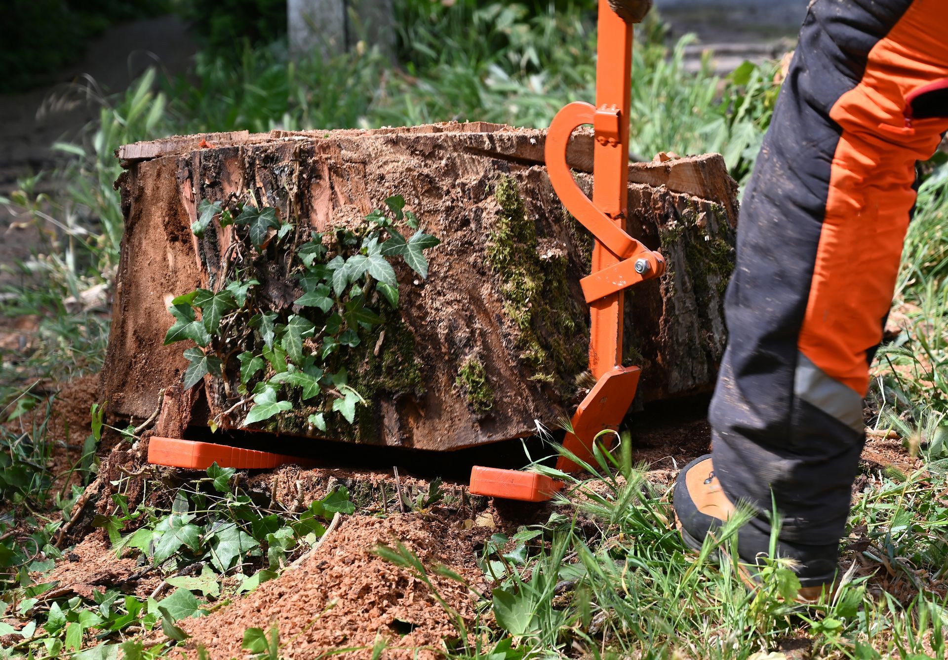 Une personne utilise un arrache-souches orange sur une souche d'arbre.