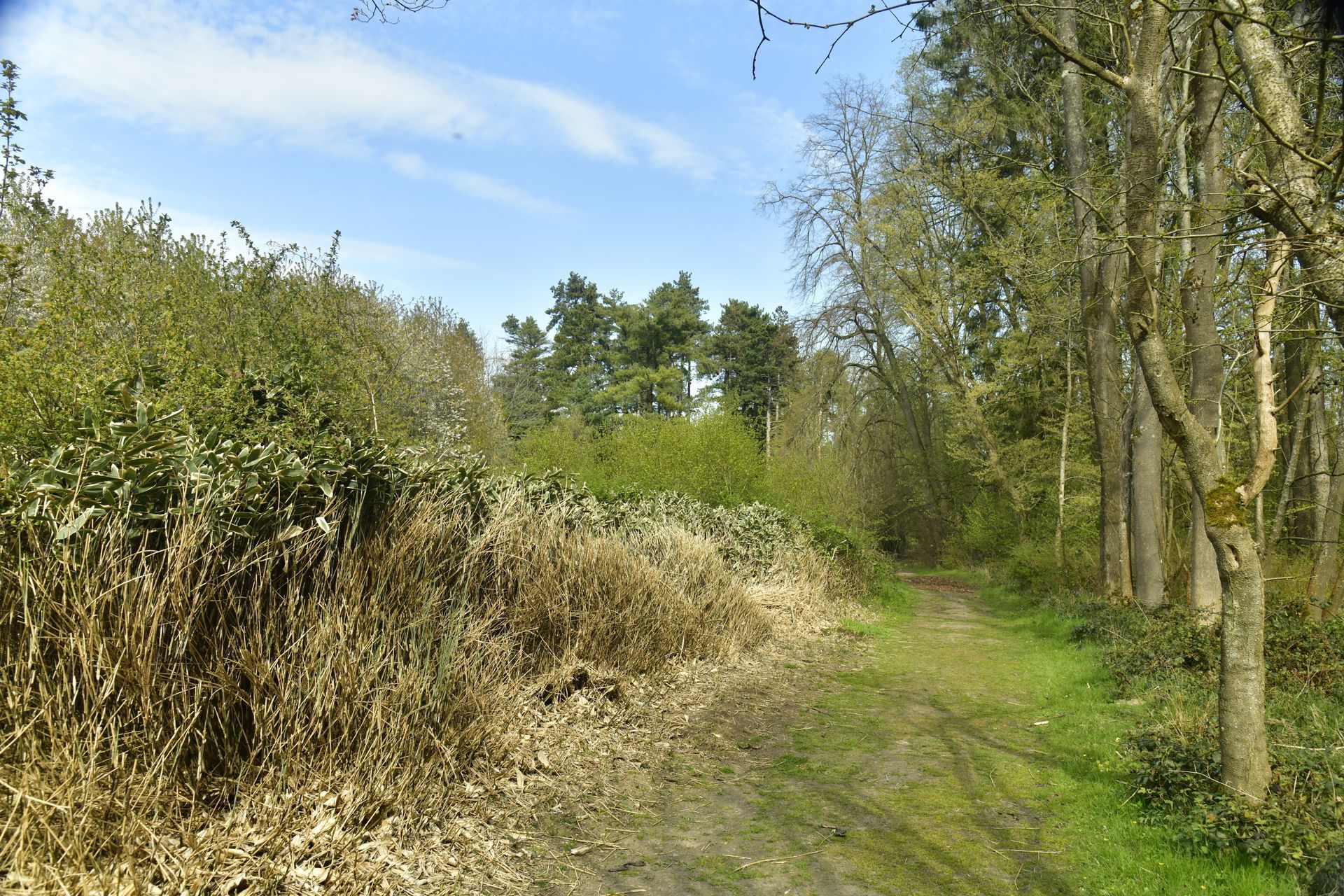 Chemin de terre bordé de buissons et de broussailles.