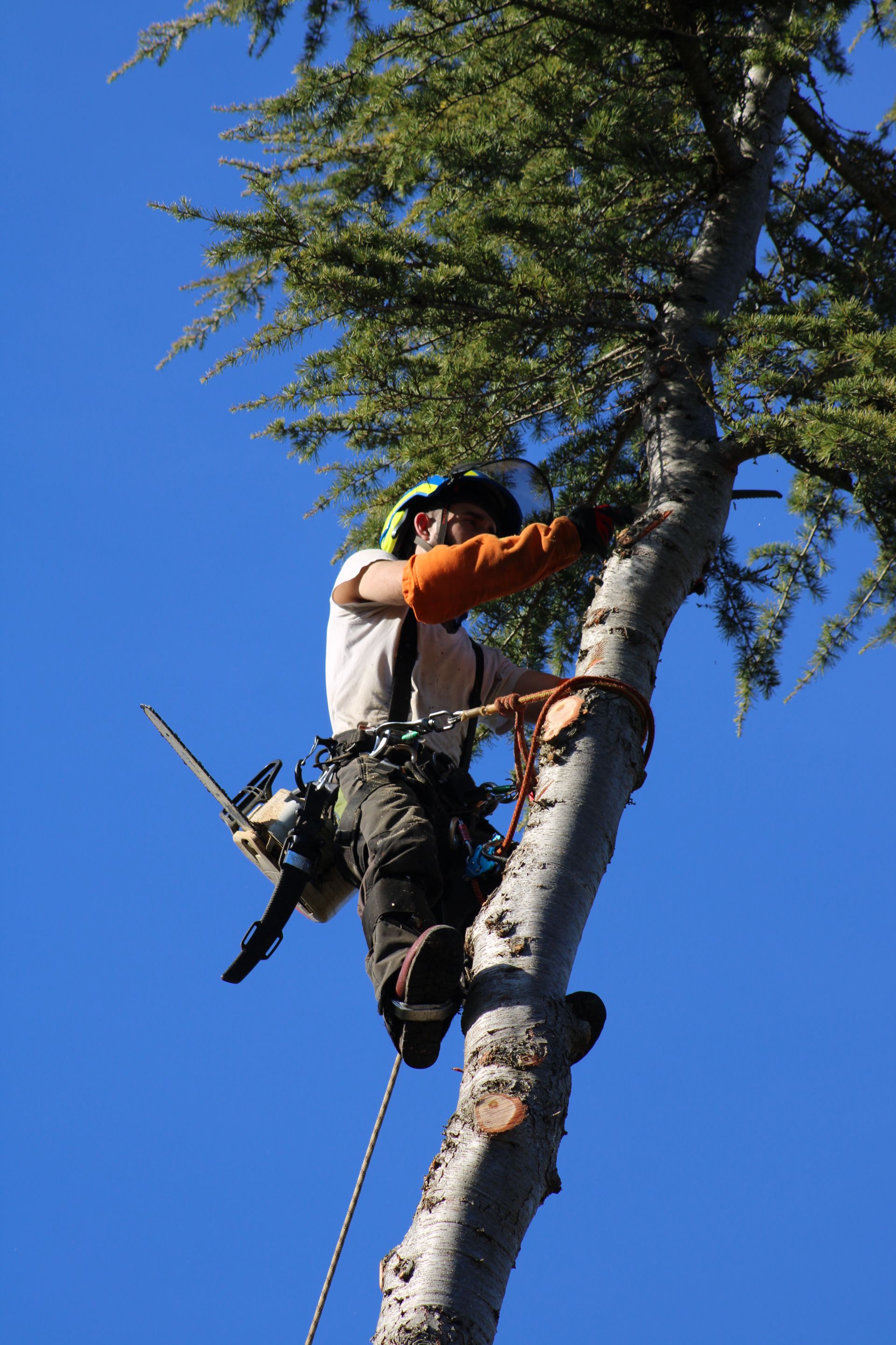 Vers la page élagage et abattage