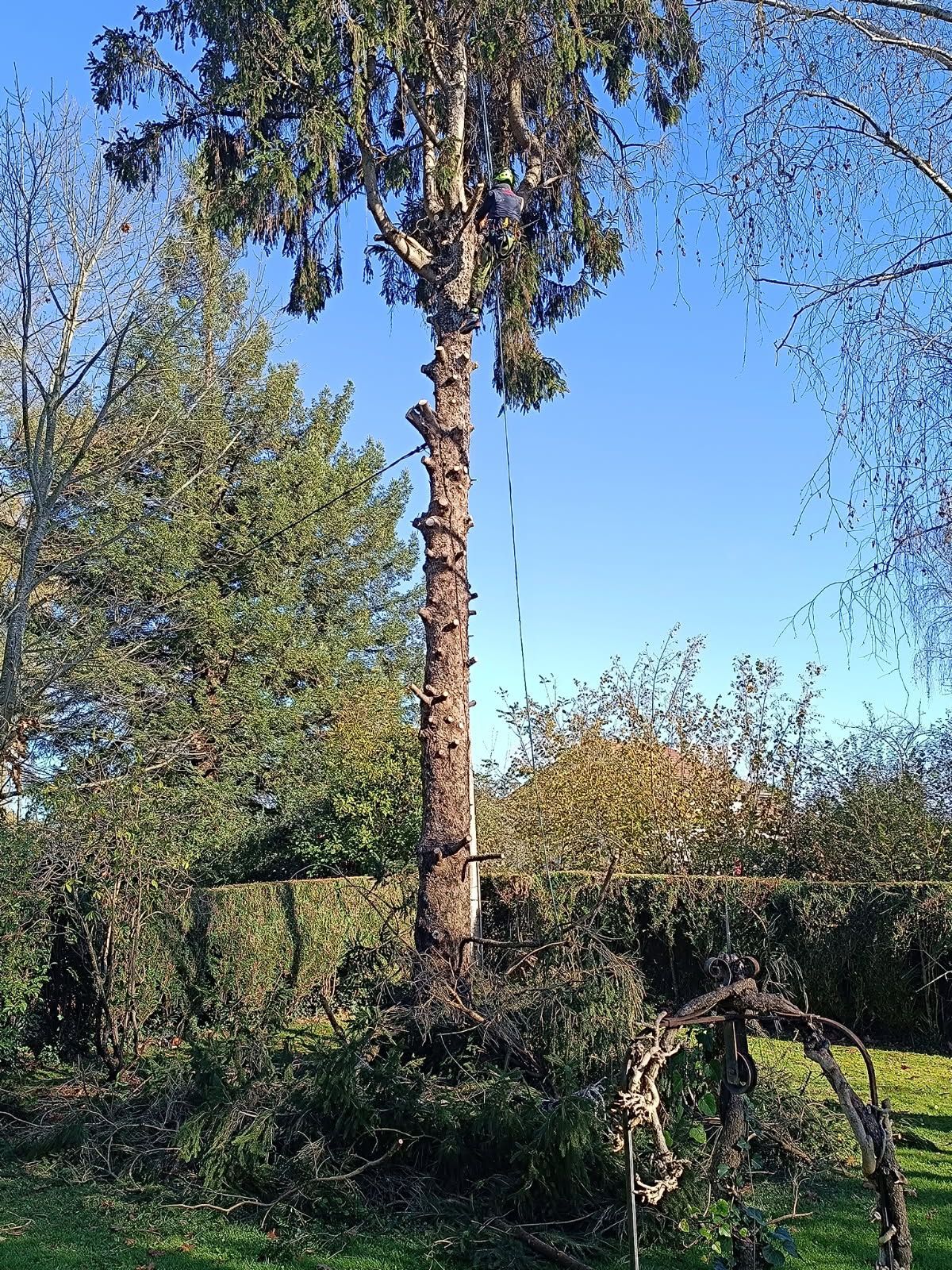 Grand arbre partiellement taillé dans une cour.