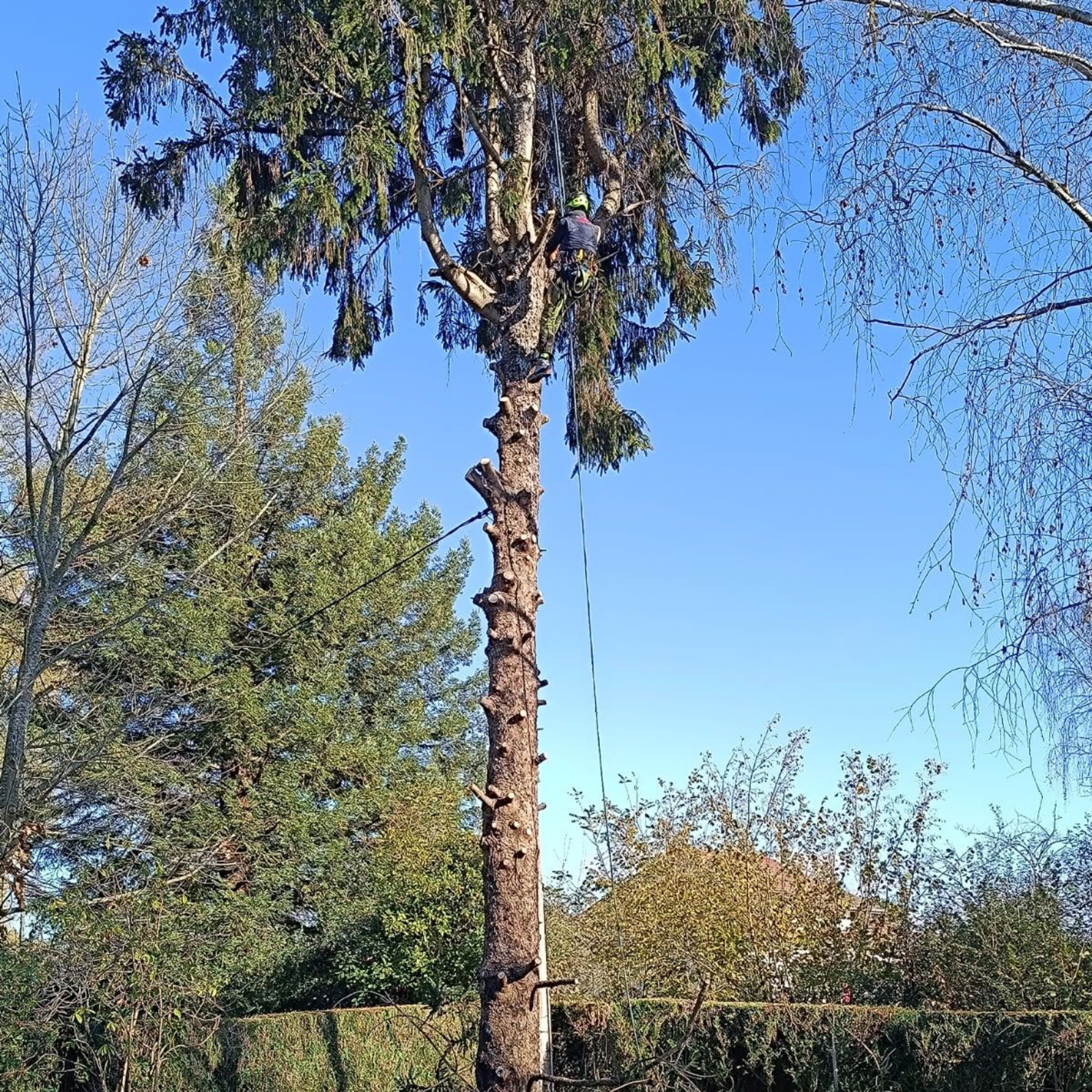 Élagueur dans un grand arbre, coupant des branches avec une corde.