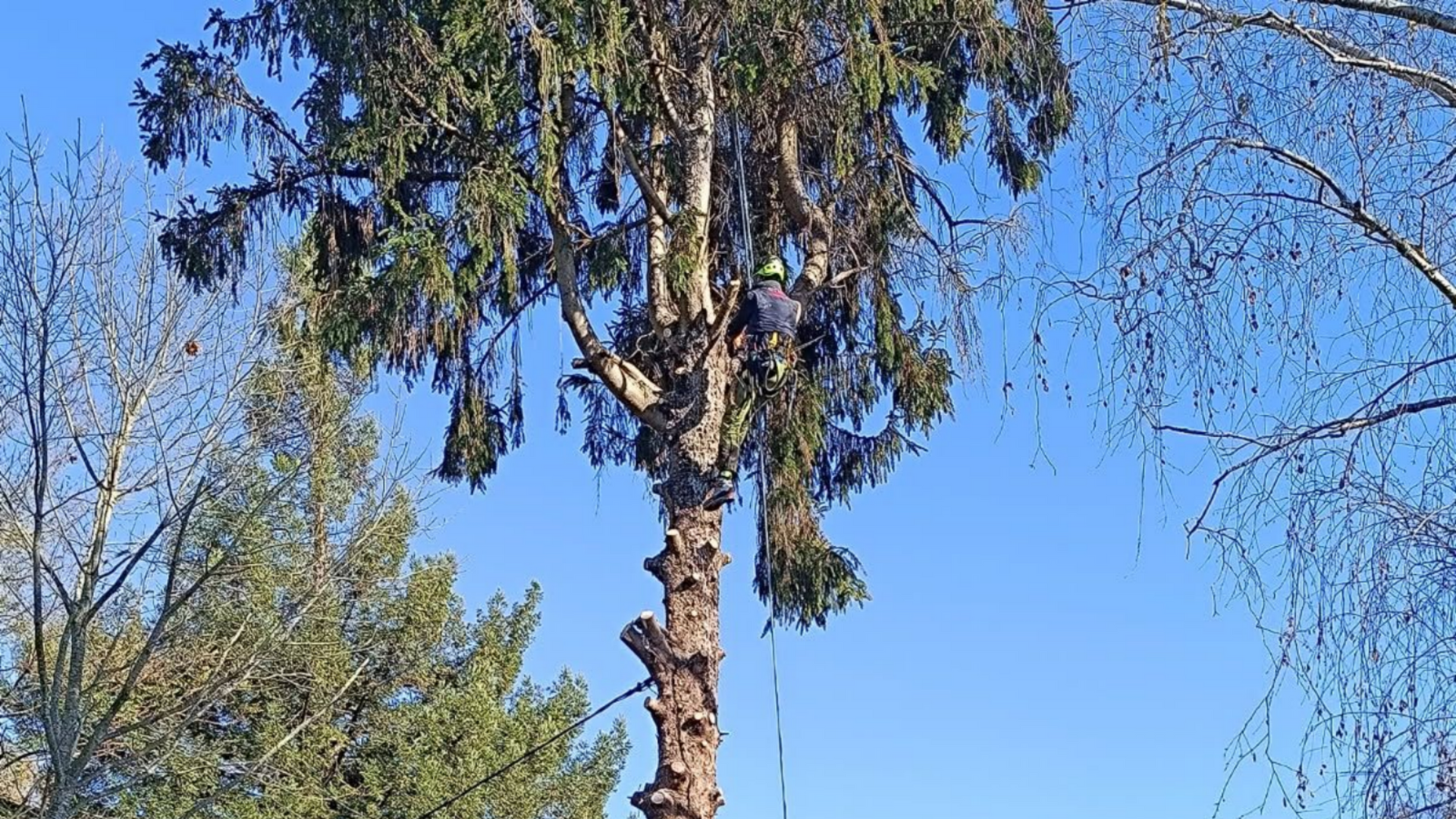 Élagueur dans un grand conifère, coupant des branches.