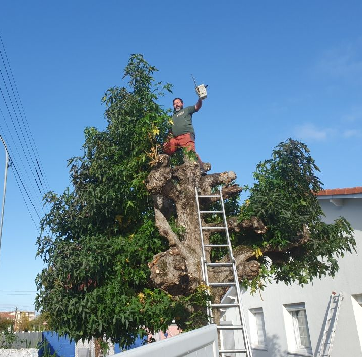 Un homme, juché sur une échelle au sommet d'un grand arbre, taille des branches.
