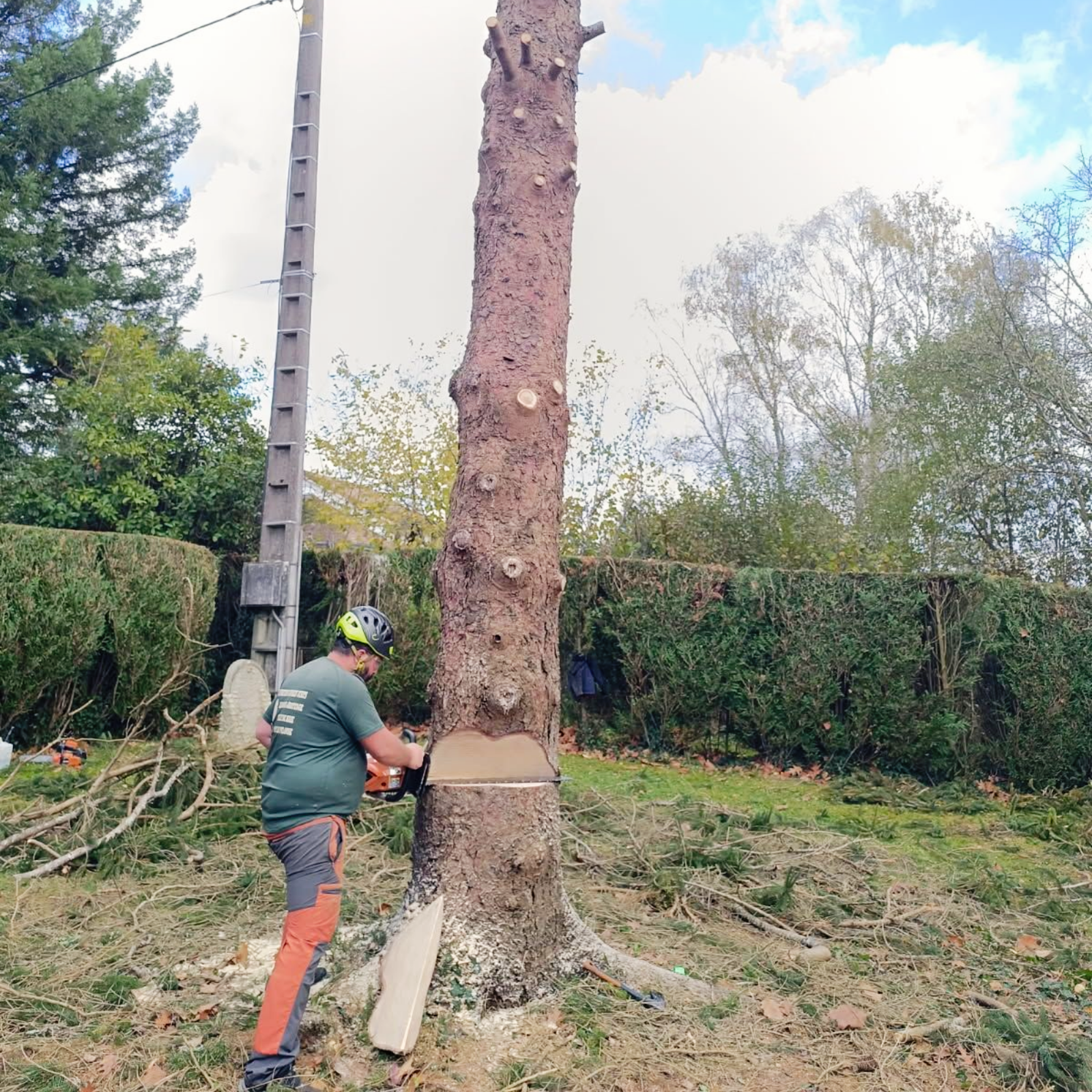 Un homme abat un grand arbre à la tronçonneuse.