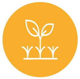 Picto : repousse de graine.