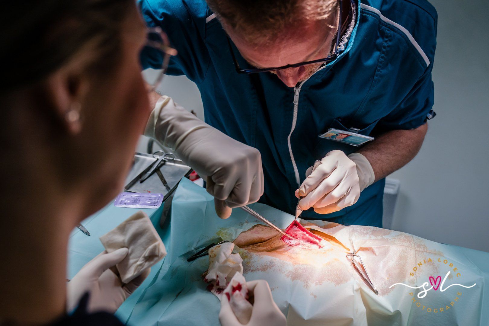 Des vétérinaires font de la chirurgie sur un animal