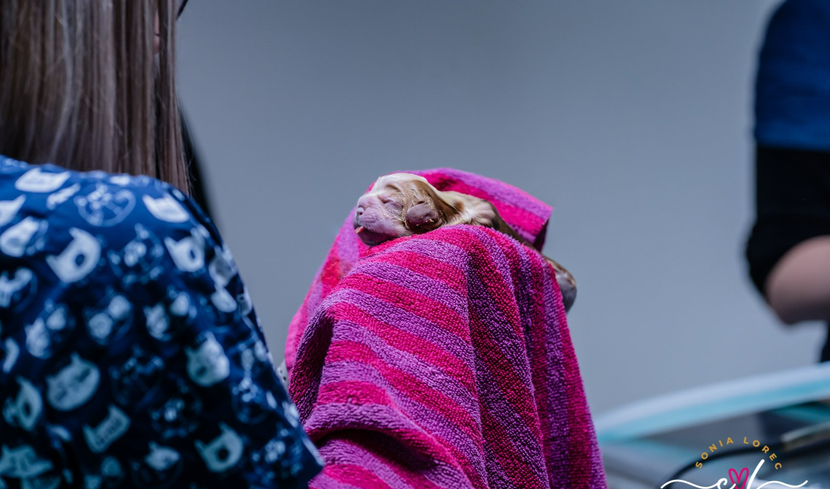 Une vétérinaire donne naissance à un bébé chien