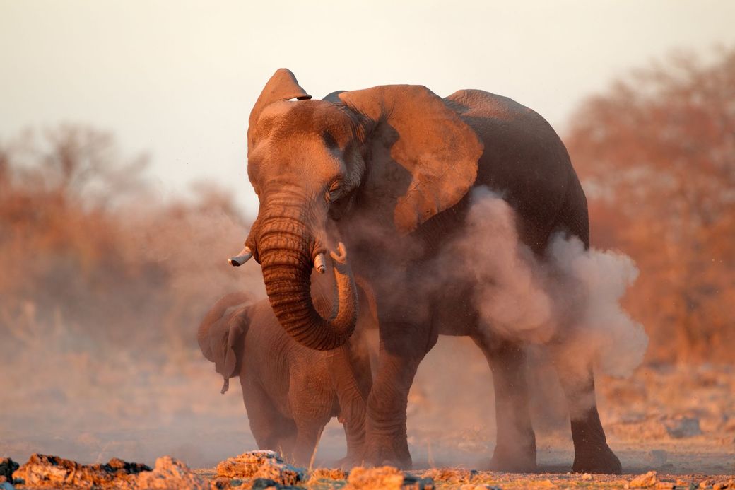 Elephant spraying dust, calf nearby, in a dry, sunlit savanna.