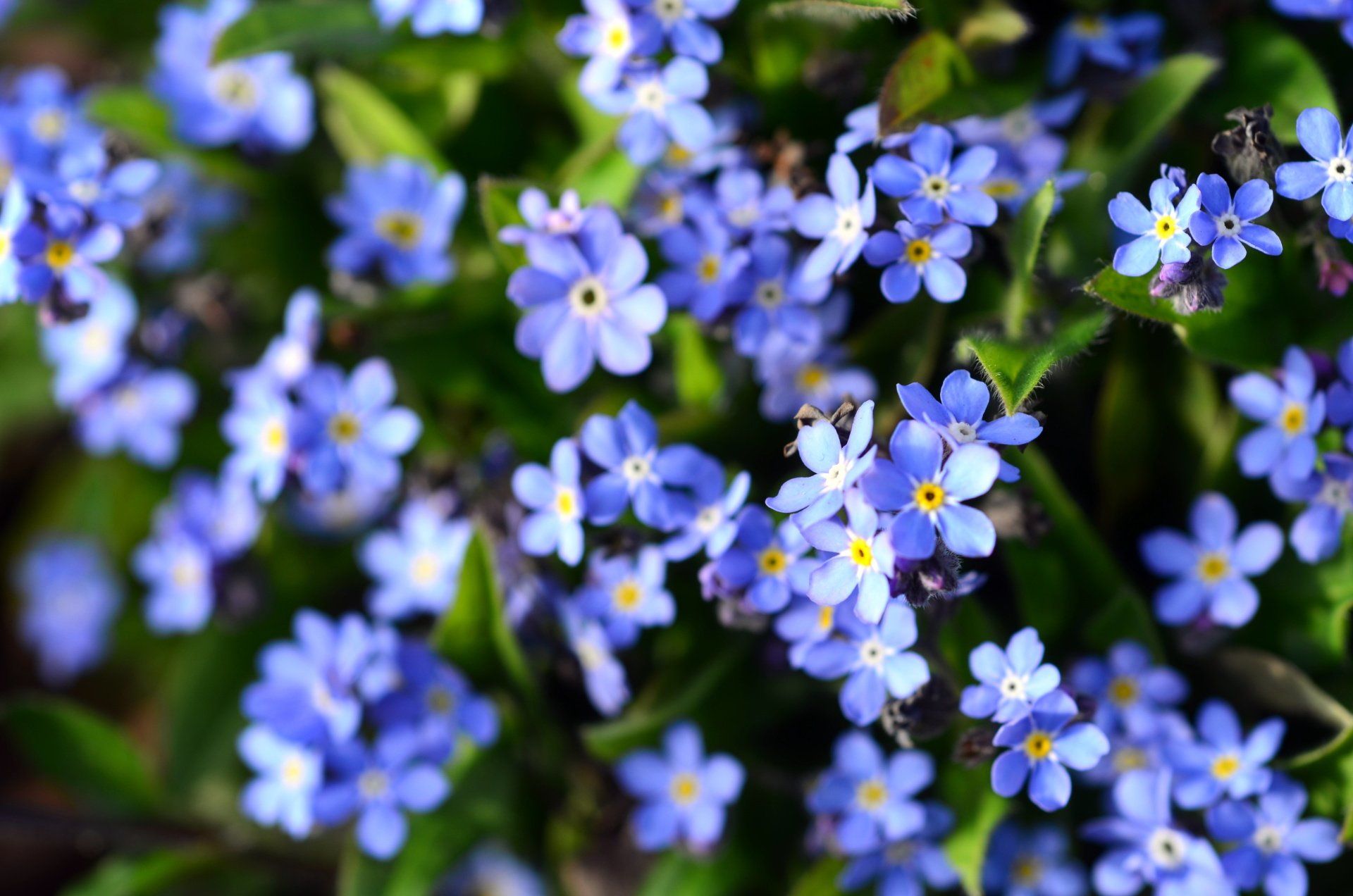 Photo d'un massif de fleurs bleues