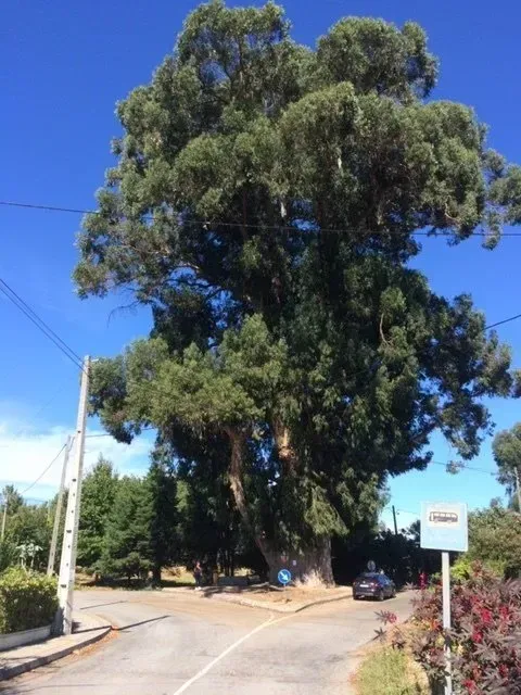 Cèdre au grand tronc vu de très loin